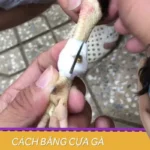 Chia Sẻ Cách Băng Cựa Gà Đá Chuẩn Cho Sư Kê Mới Nhập Môn