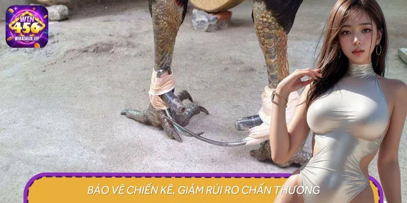 Cách băng cựa gà chuẩn sẽ giúp bảo vệ chiến kê hiệu quả hơn