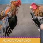 Mở Mỏ Cho Gà Chọi - Bí Quyết Đánh Giá Tiềm Năng Của Chiến Kê