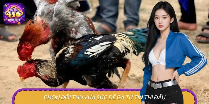 Chọn đối thủ vừa sức để tiến hành mở mỏ cho gà chọi