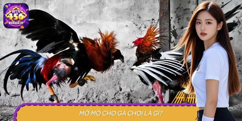 Mở mỏ cho gà chọi giúp đánh giá khả năng thi đấu của chiến kê