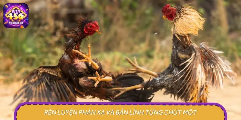 Chú trong cho gà rèn luyện khả năng phản xạ ngay trong lần mở mỏ đầu tiên