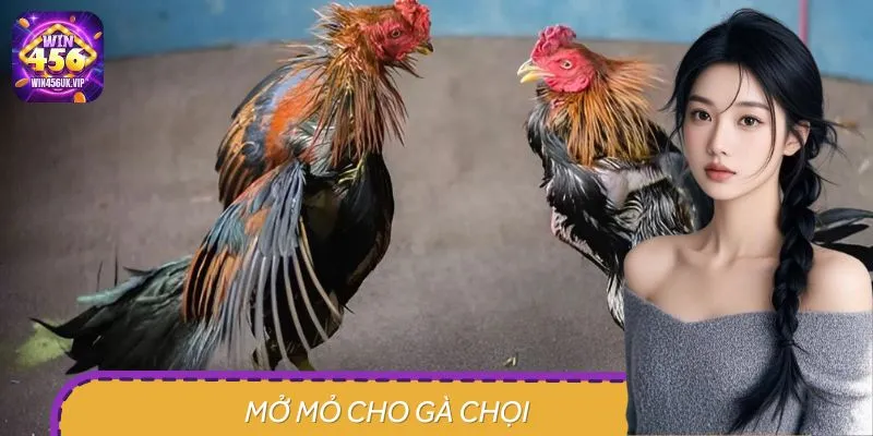 Mở Mỏ Cho Gà Chọi - Bí Quyết Đánh Giá Tiềm Năng Của Chiến Kê